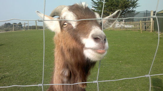 Copper Coast Mini Farm